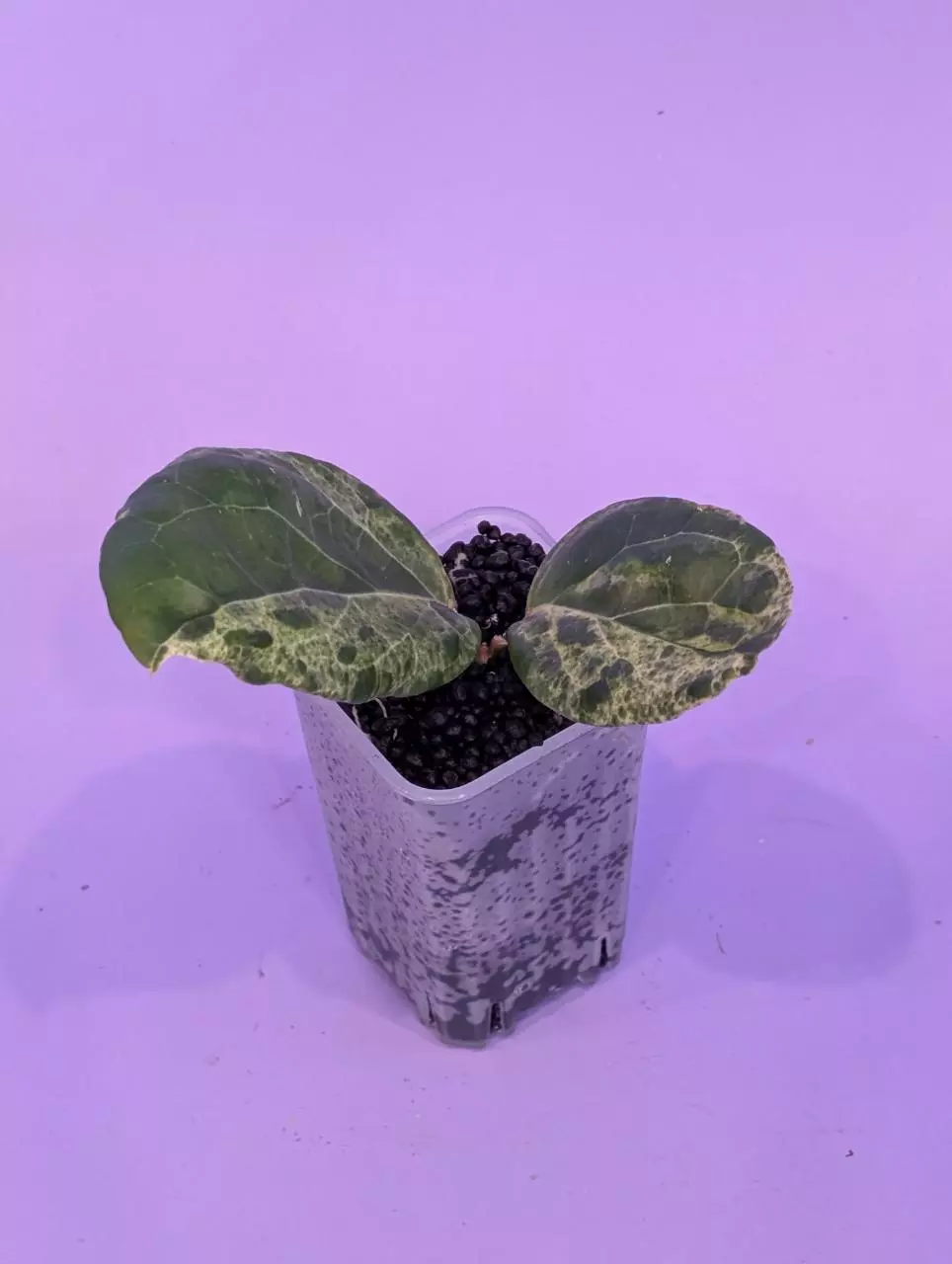 Hoya Candy 🍭 thumbnail