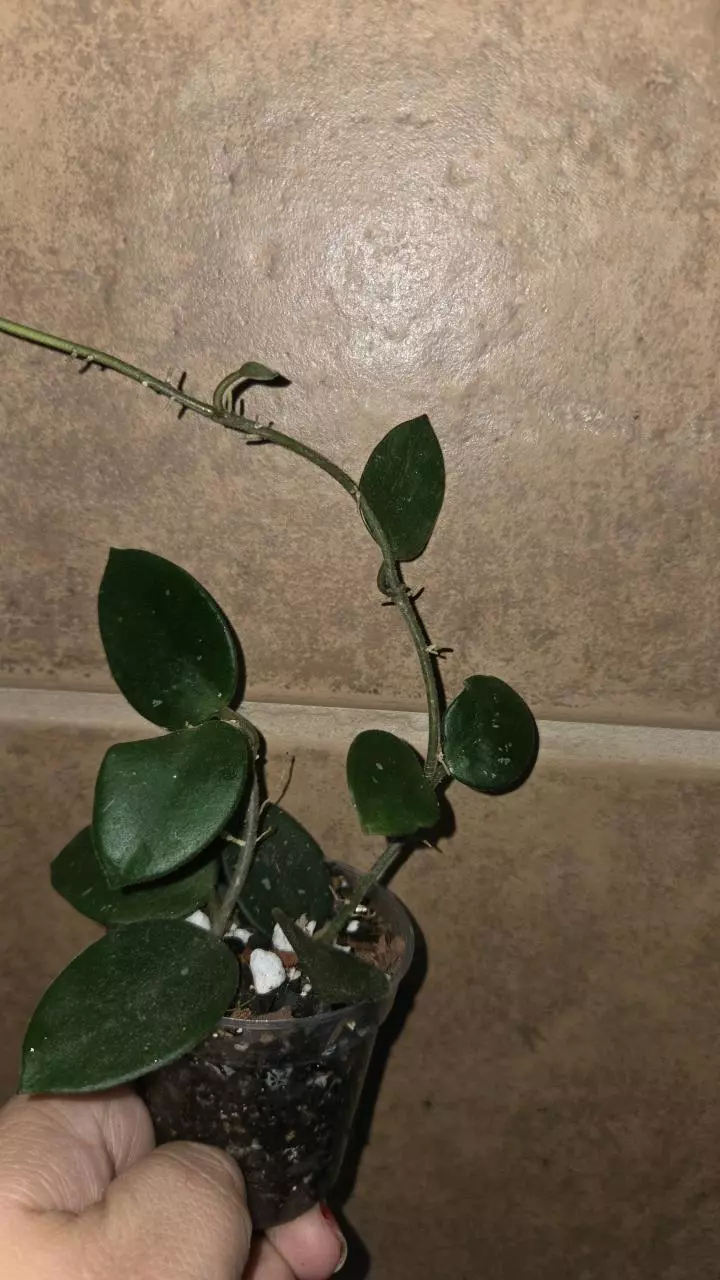 Hoya chouke #1 thumbnail