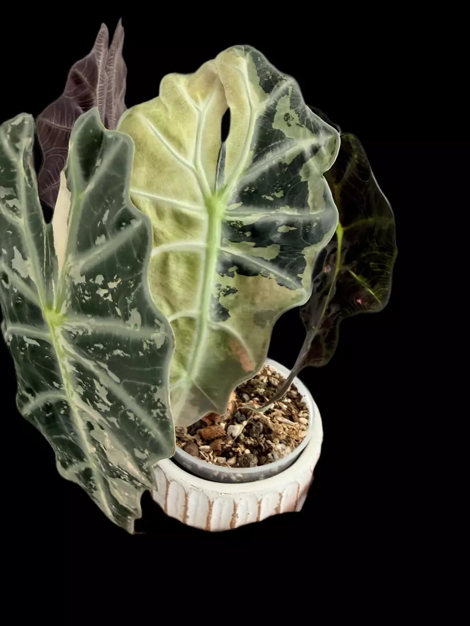 True Amazonica Pink CORM thumbnail