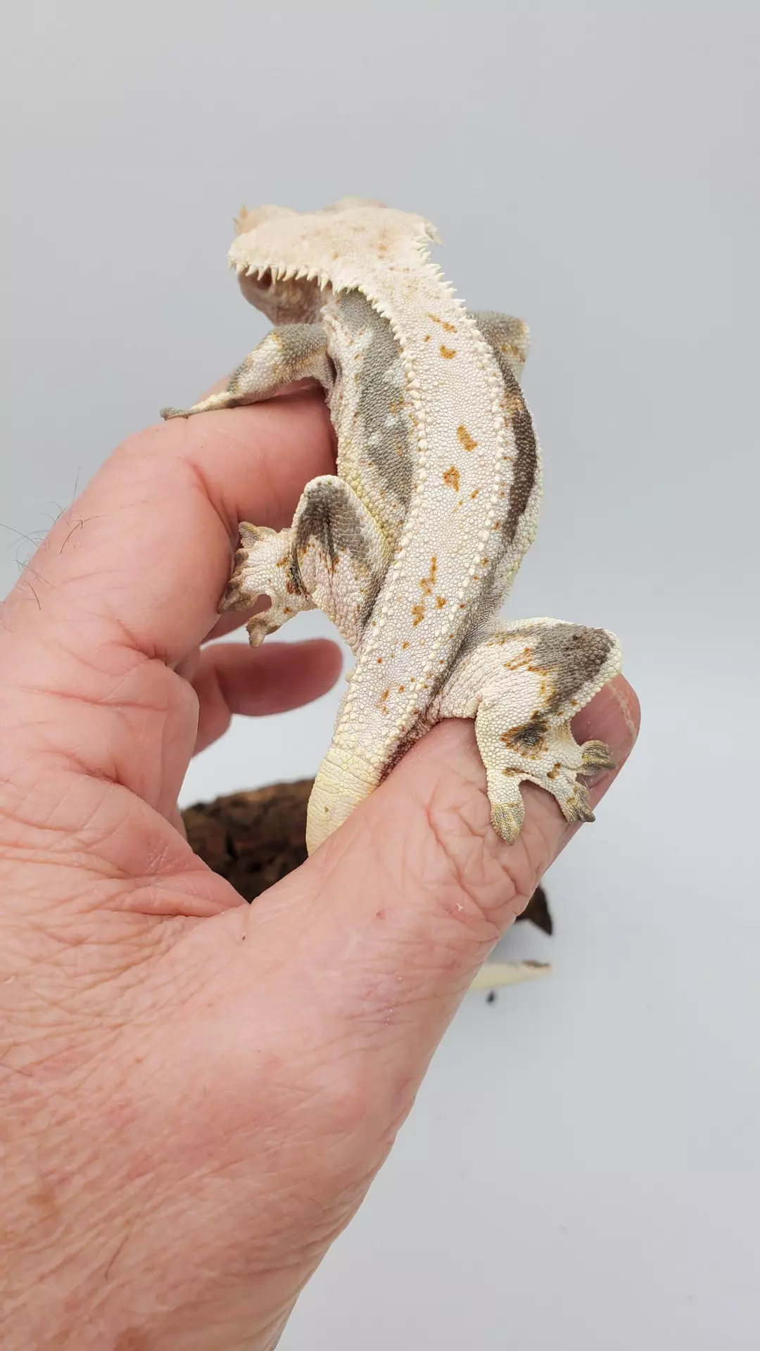 Soft scale dark base LW -ssdb thumbnail