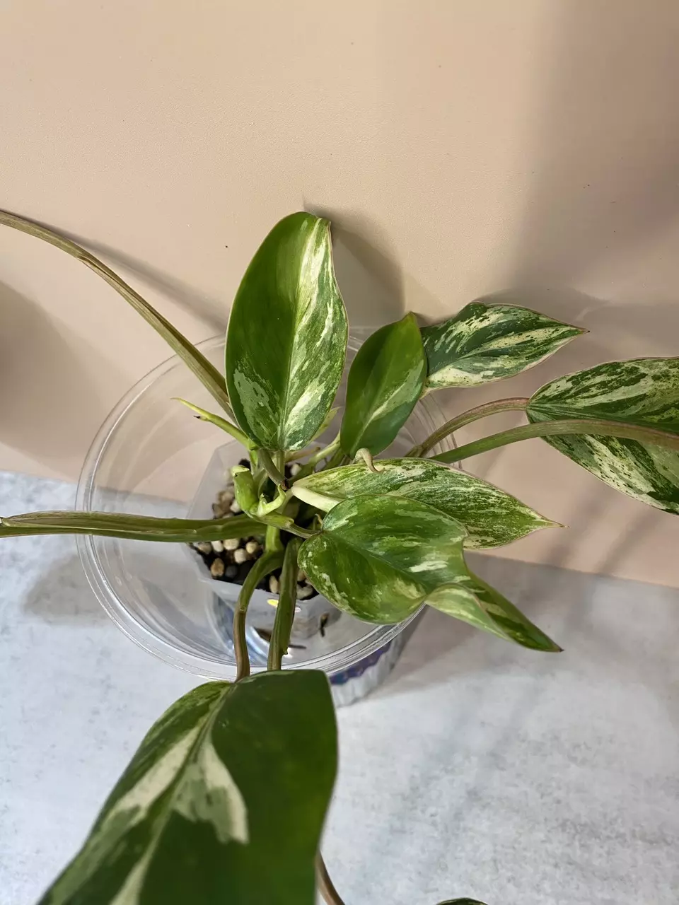 #74 - Philodendron Emerald Queen thumbnail