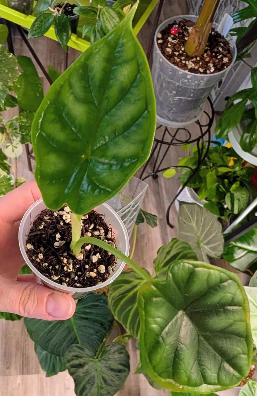 Alocasia Dragon Scale Mint Pup reverted thumbnail