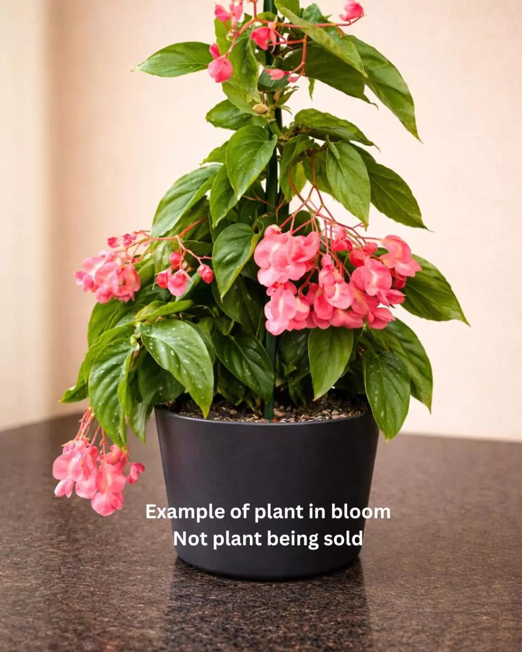 Begonia Albopicta Rosea 'Pink Bamboo Begonia' uncommon species 508 thumbnail