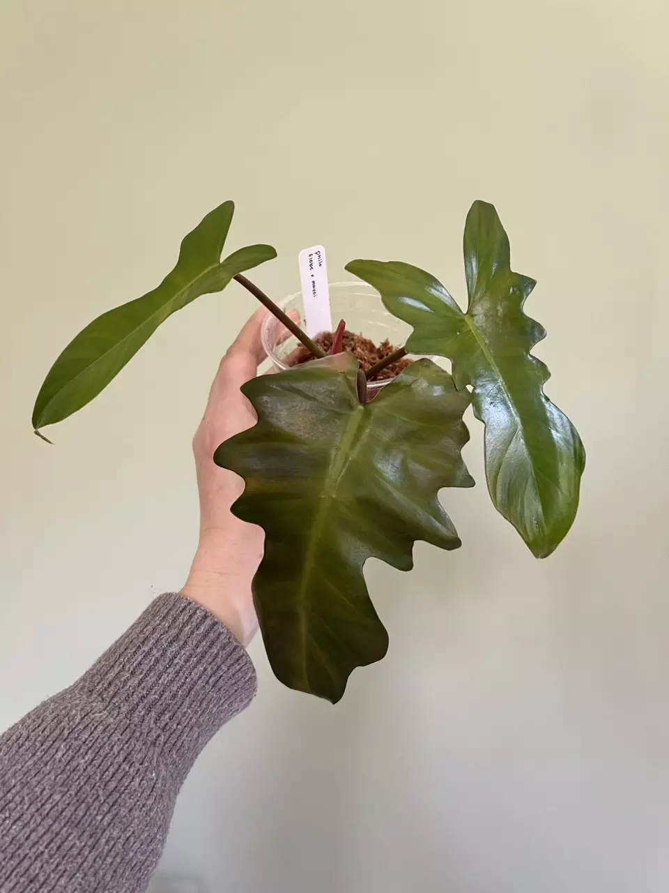 philodendron florida beauty x mayoi thumbnail