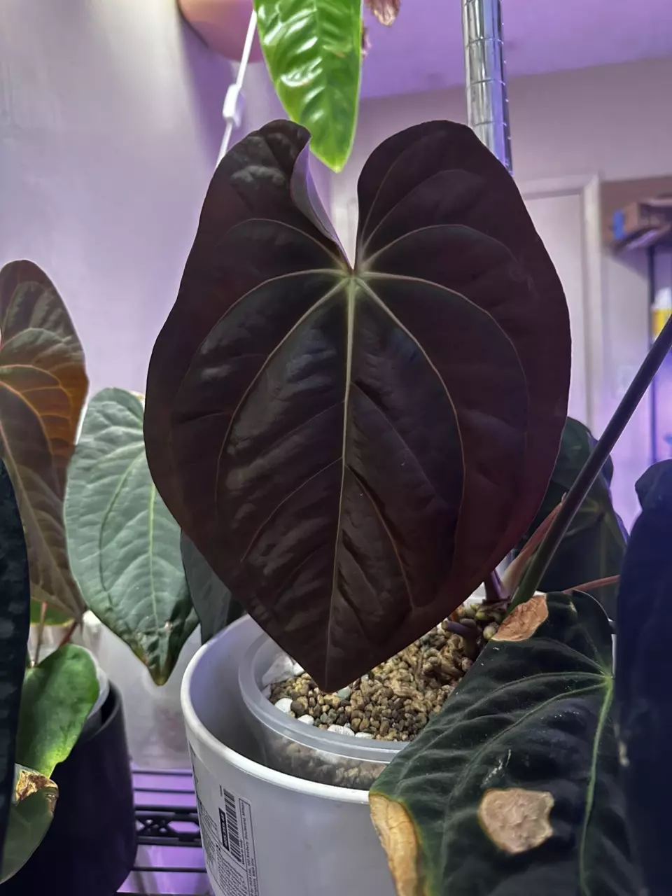 Anthurium Bess x Carla x BVEP Oliver bottom cut thumbnail