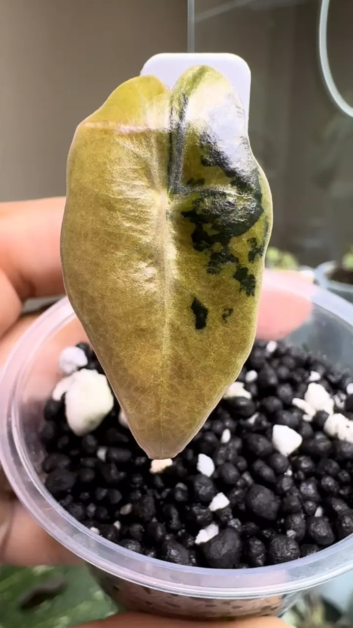 Nobilis Aurea thumbnail