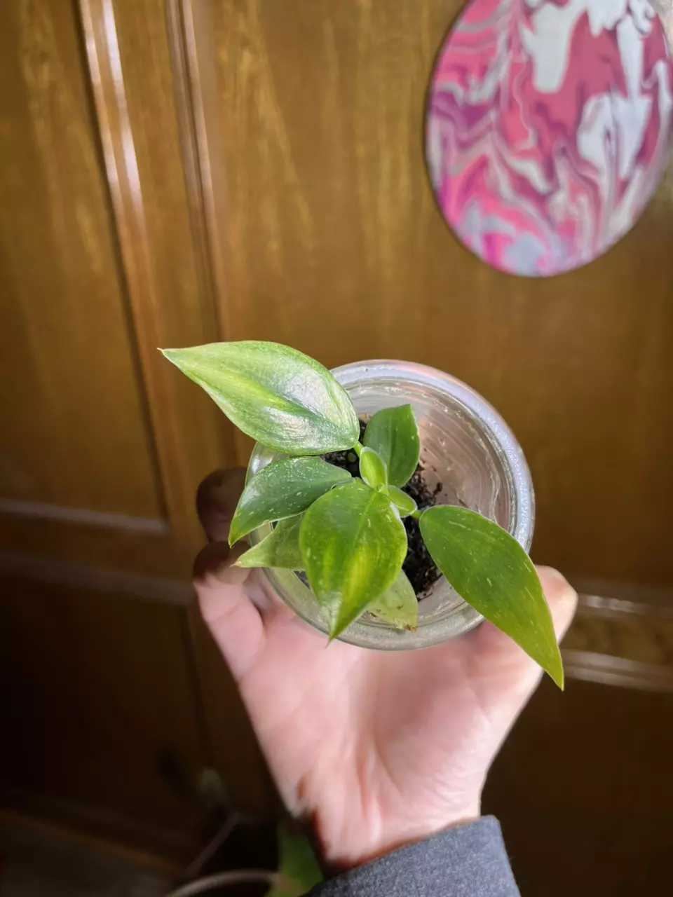 Aurea White Wizard thumbnail