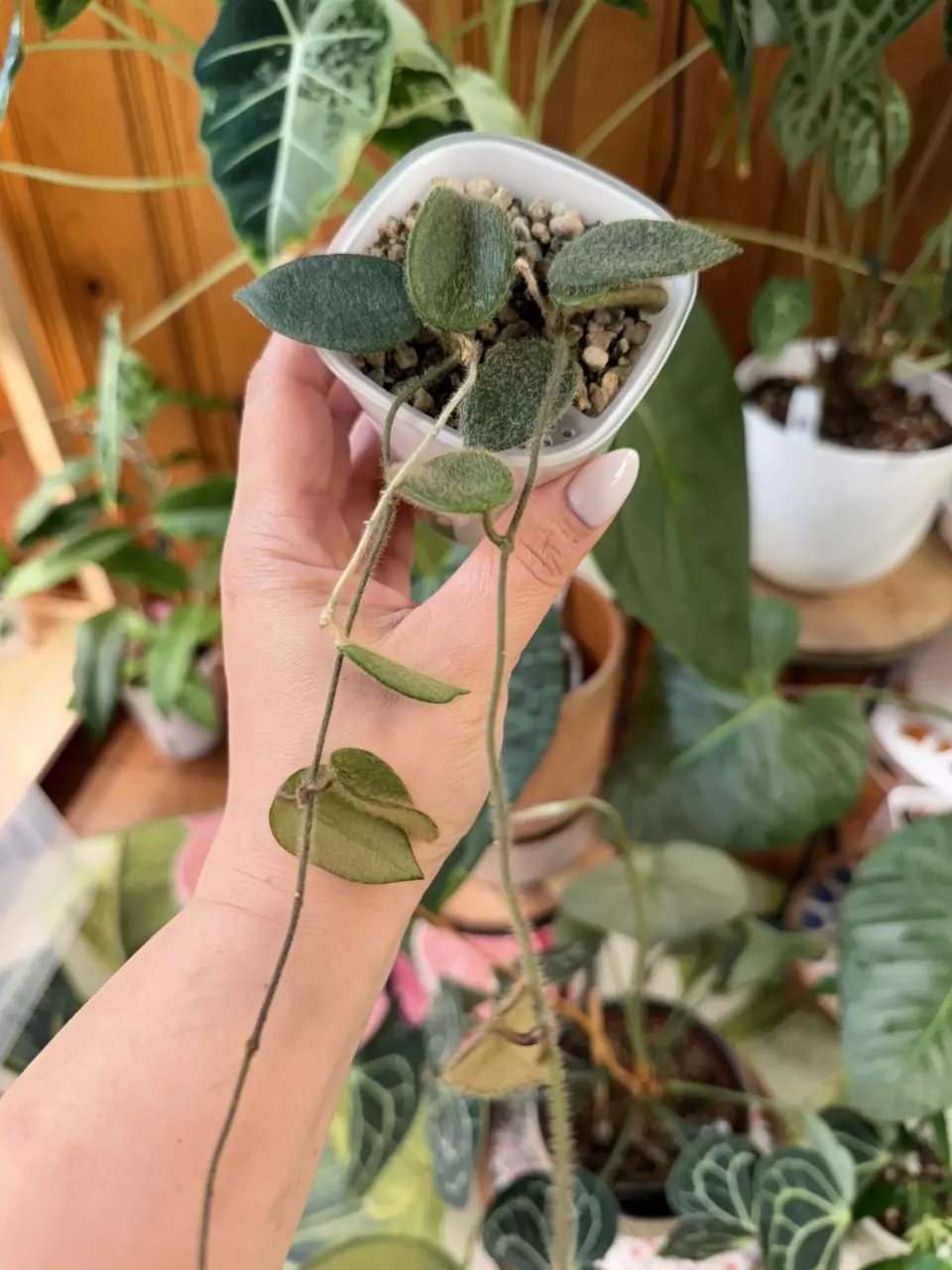 Hoya Thomsonii thumbnail