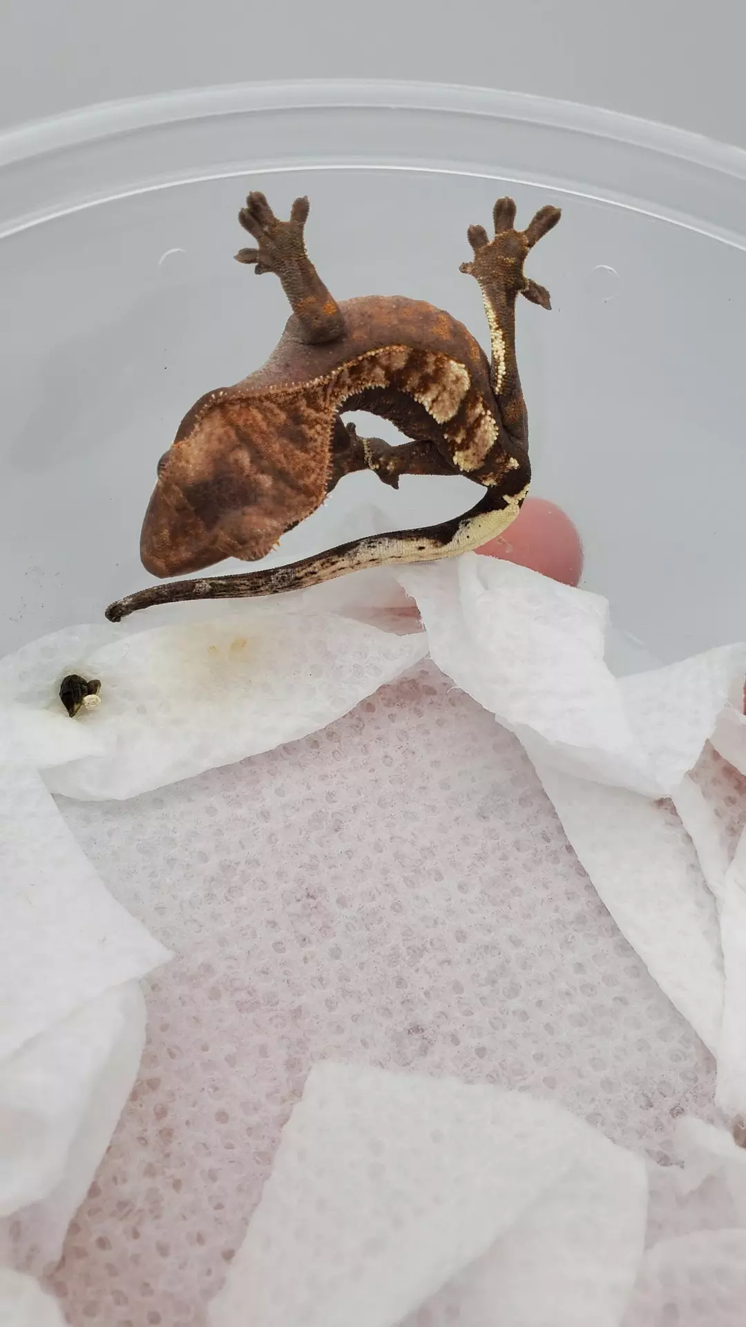 Cap - 100% Het- cha1 thumbnail