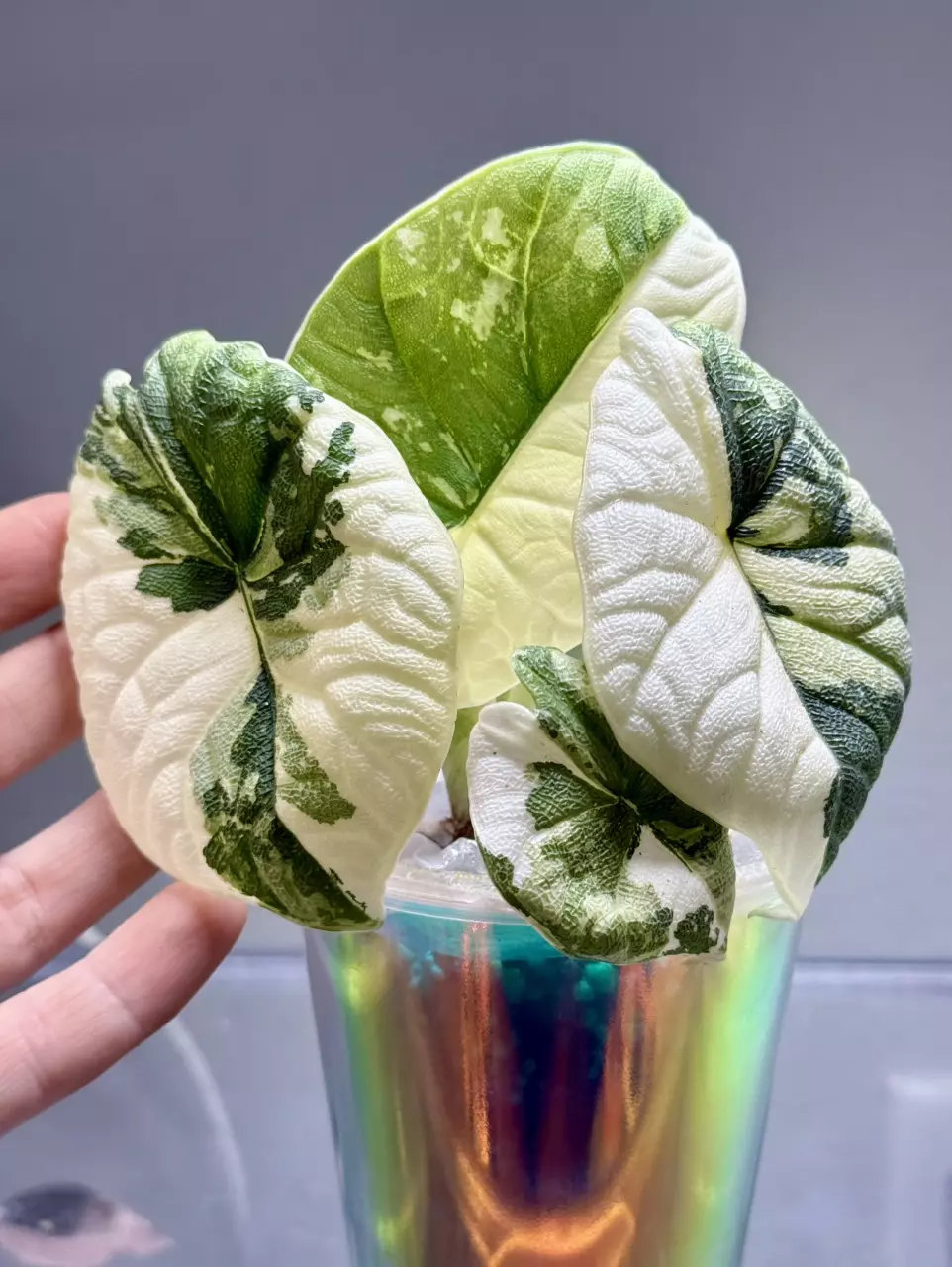 2746 Albo melo thumbnail