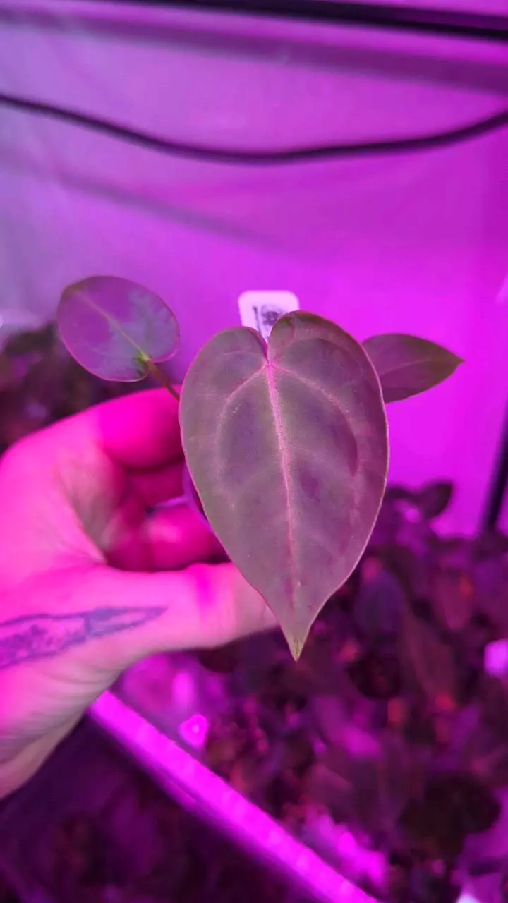 (Crystal x Mag) x (Pap Mag x BWM) thumbnail