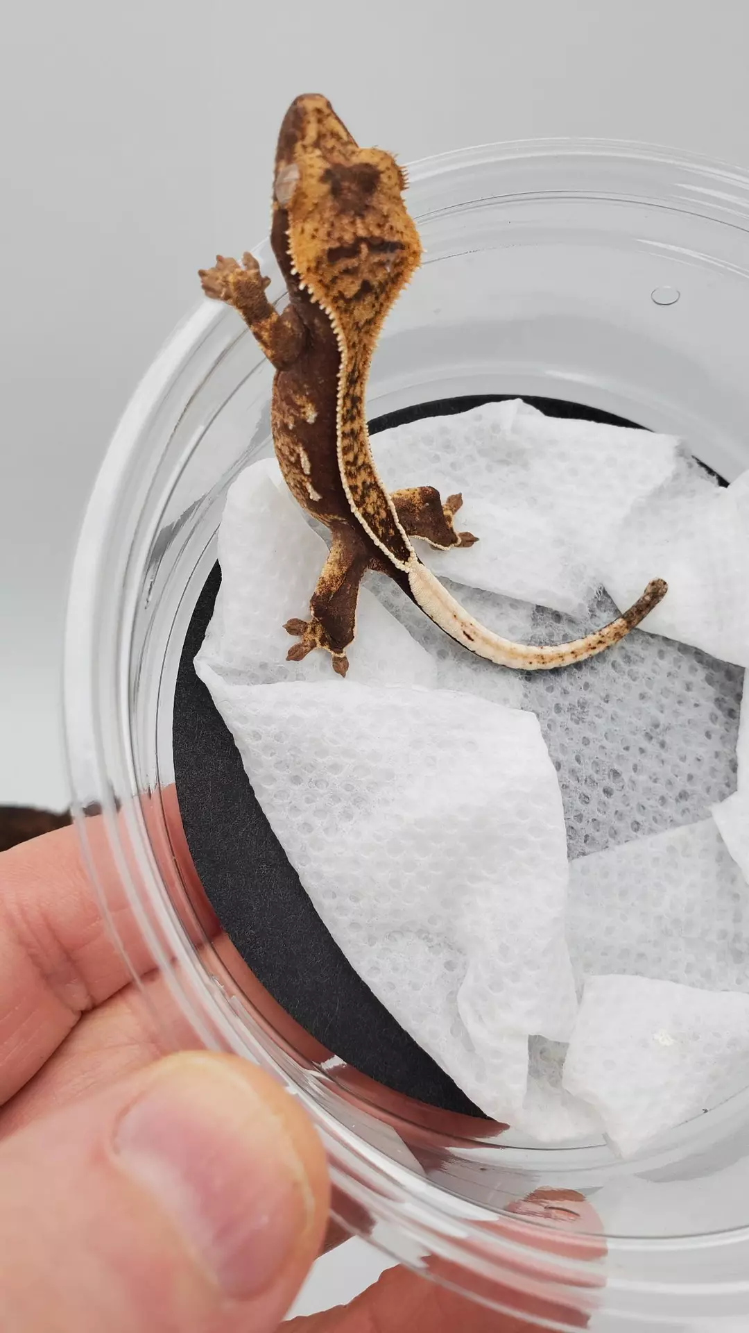 100% Het Ax - het2 thumbnail