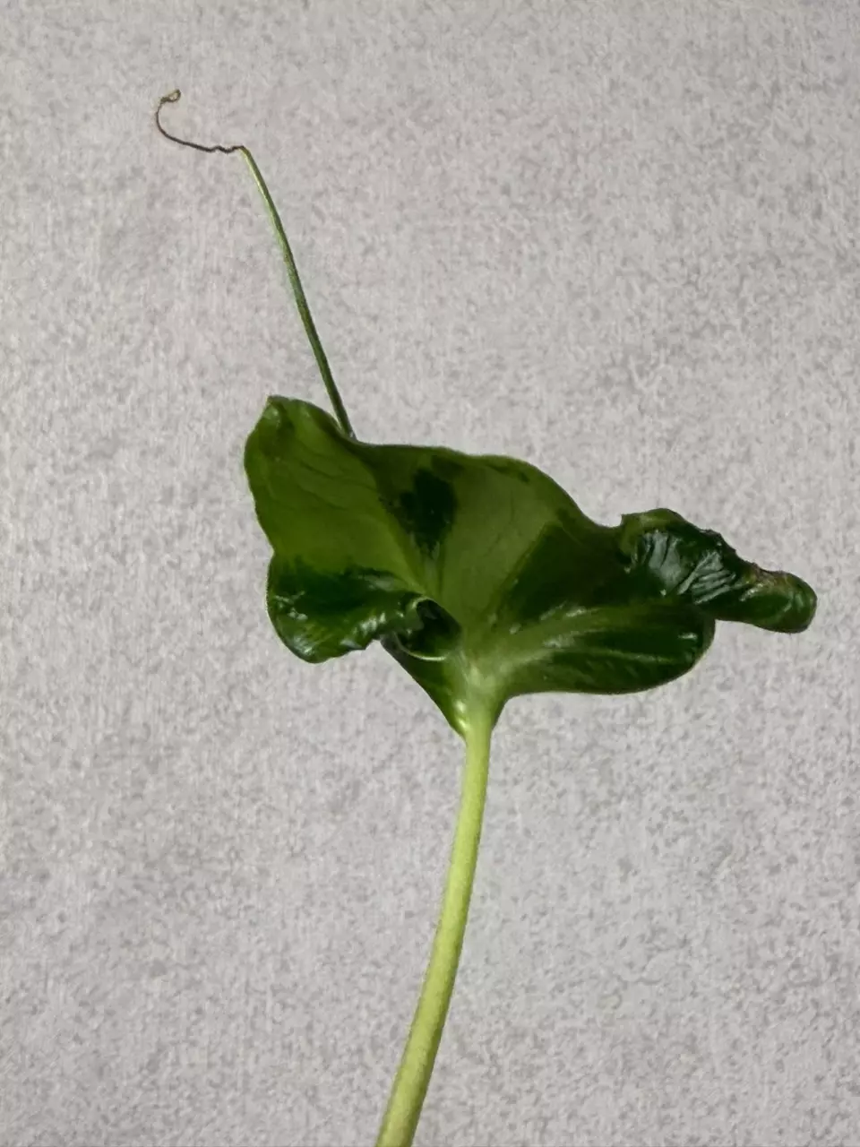 Alocasia Loco Mutation thumbnail