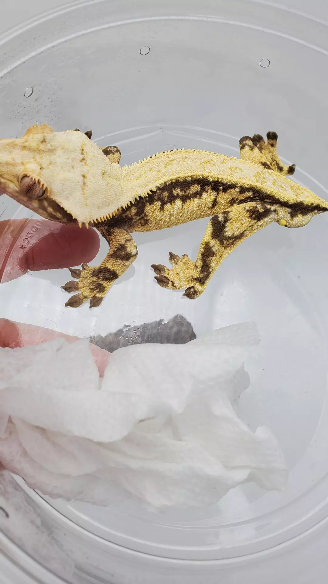 Soft Scale Bubblegum Tangerine - bg1 thumbnail