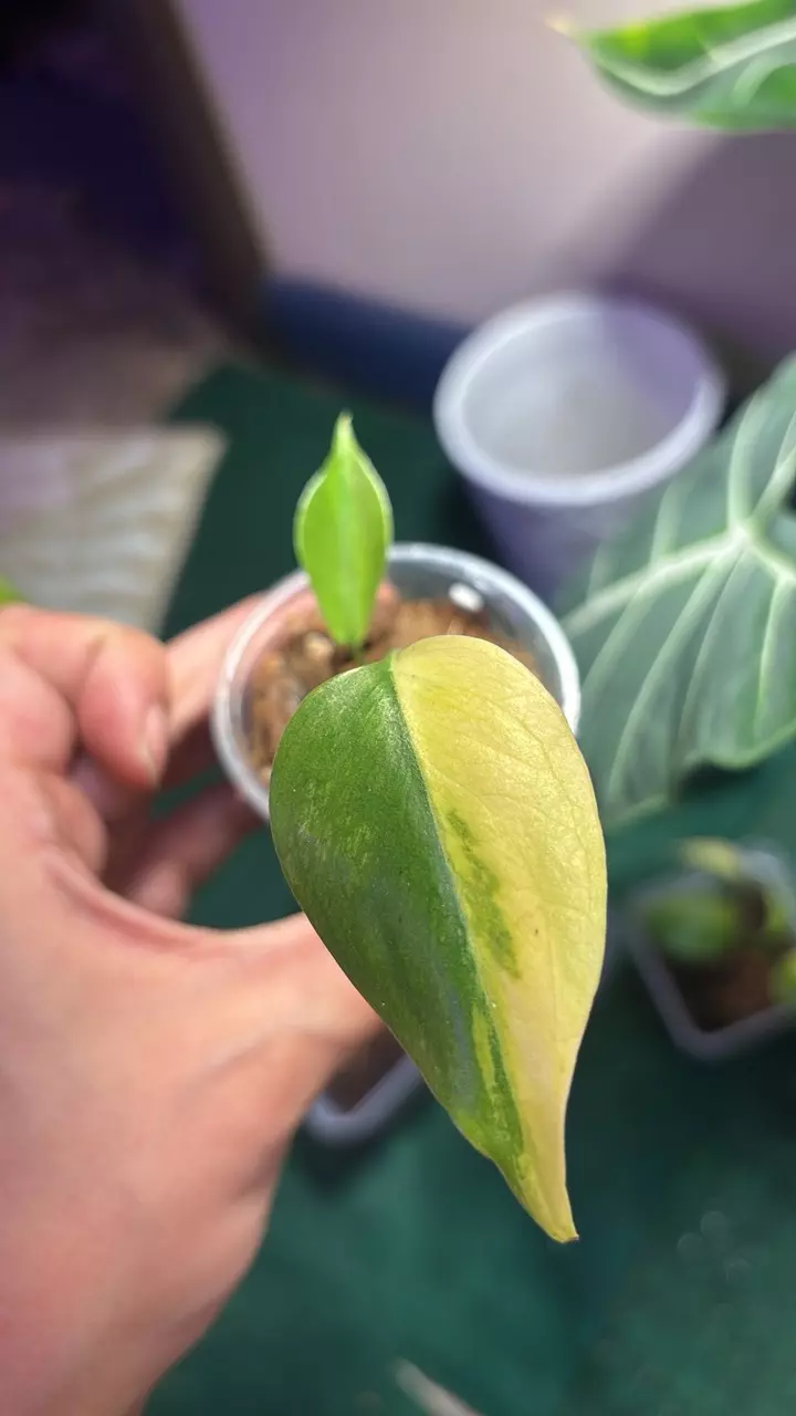 Yellow marilyn thumbnail