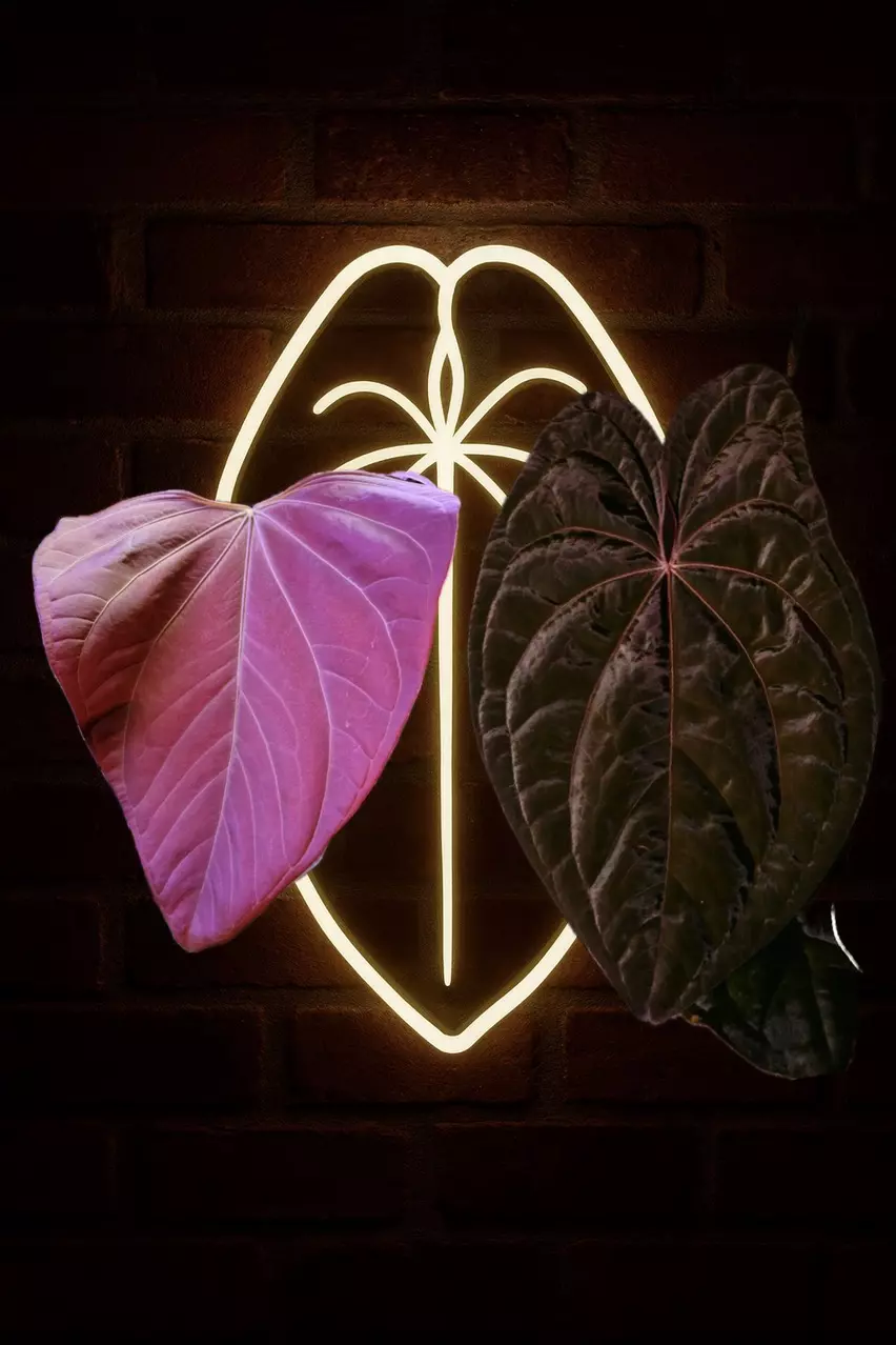 Dragonfly 2 Germinated seed pair/ Very high Var potential (MrWWxNightDragon) thumbnail