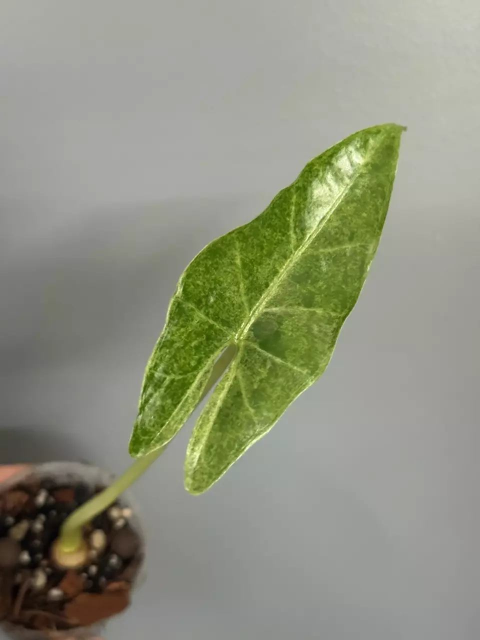 Alocasia Surat Thani thumbnail