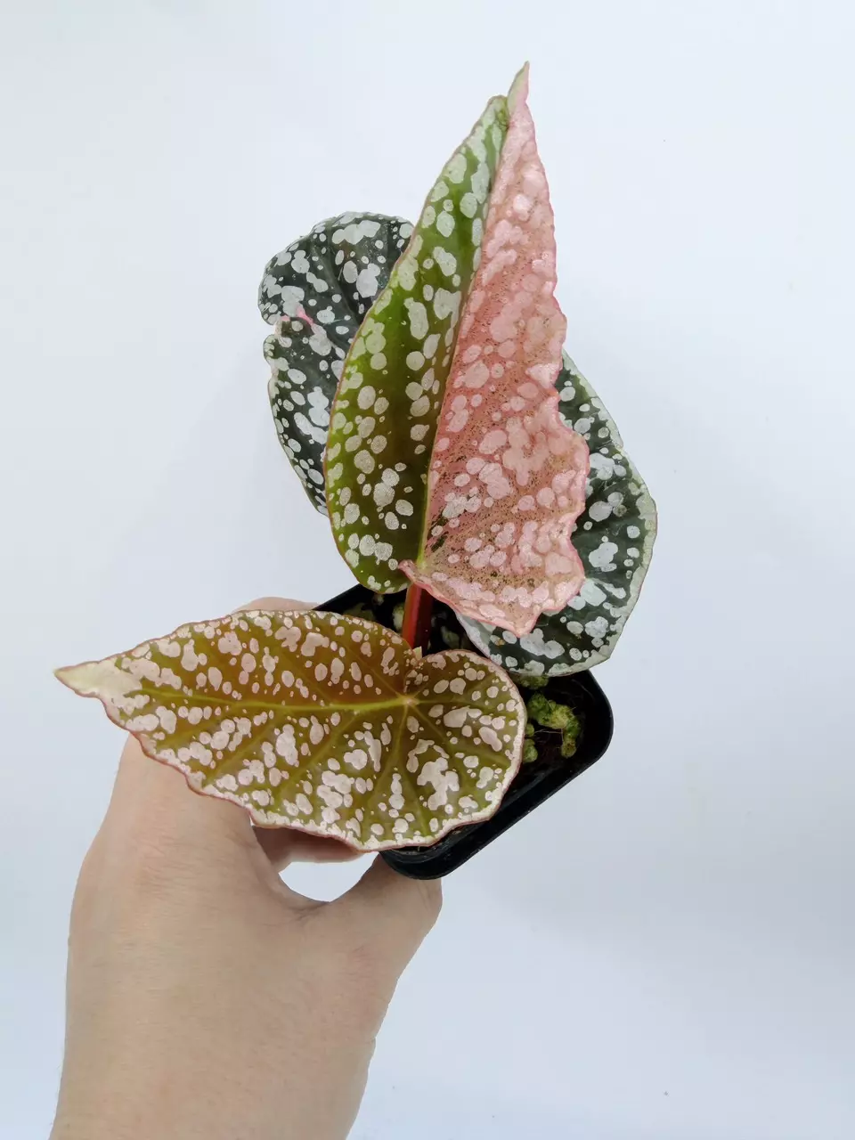 Begonia Snow Capped Variegated thumbnail