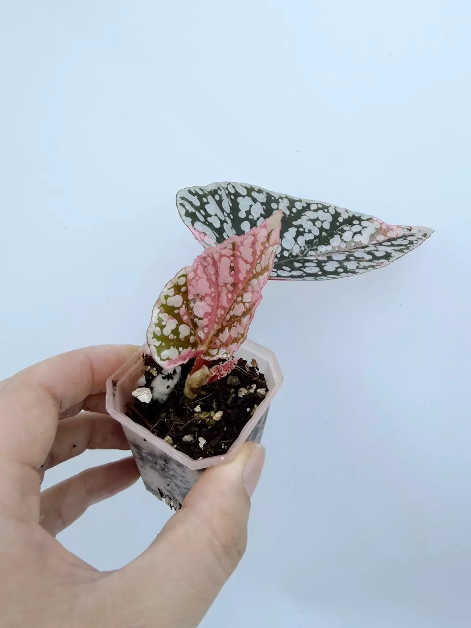 Begonia Snow Capped Variegated thumbnail