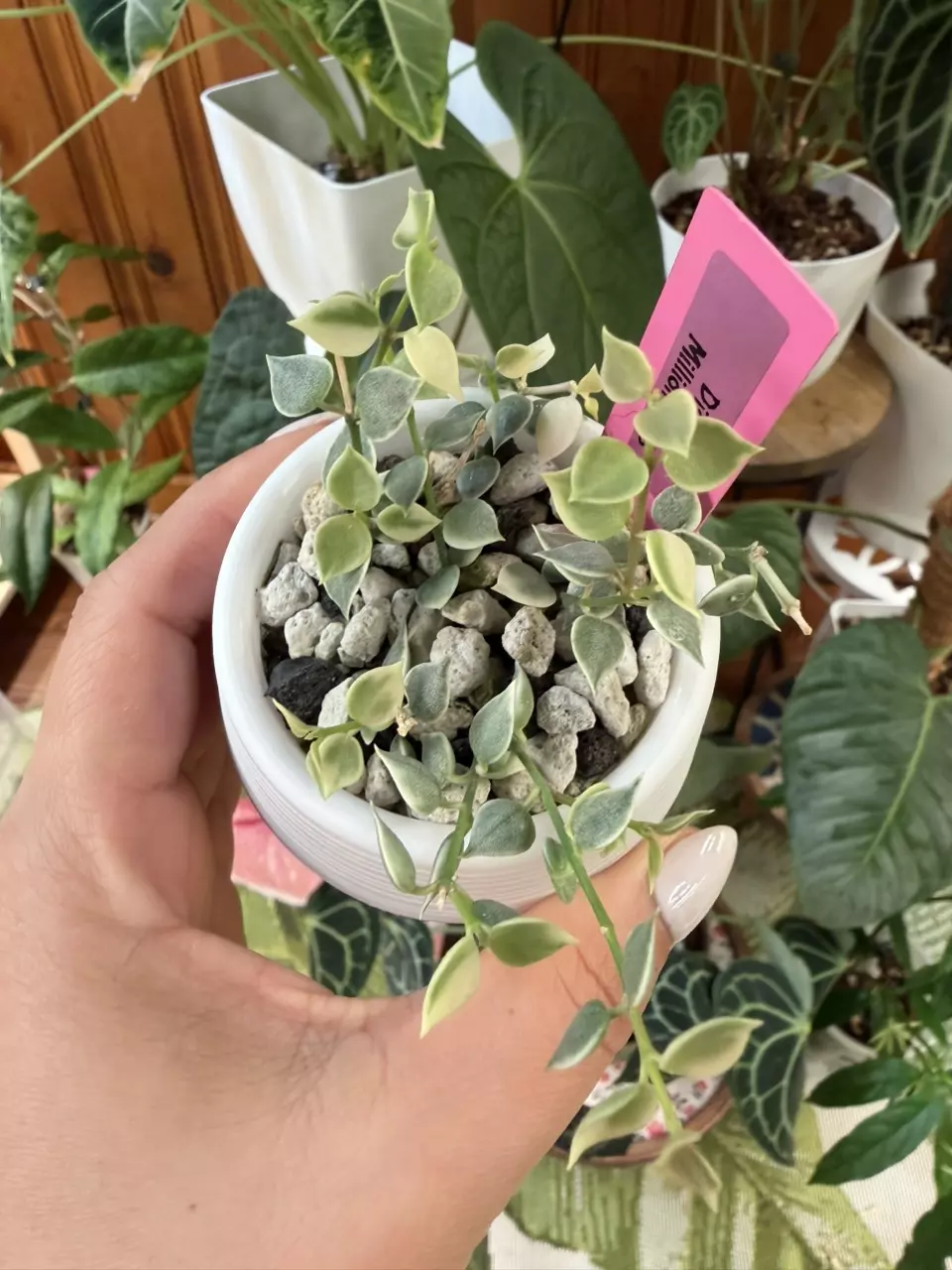 Million hearts Dischidia thumbnail