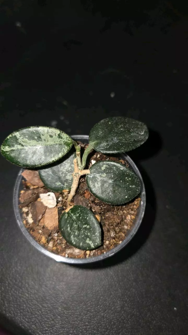 Hoya mathilde splash thumbnail