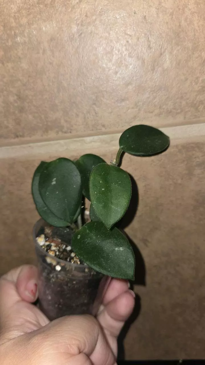 Hoya chouke #2 thumbnail