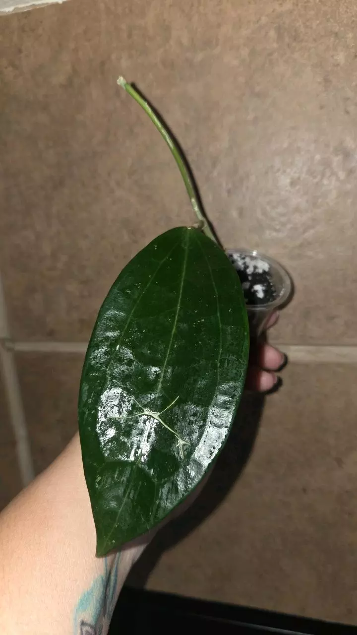 Hoya Latifolia thumbnail