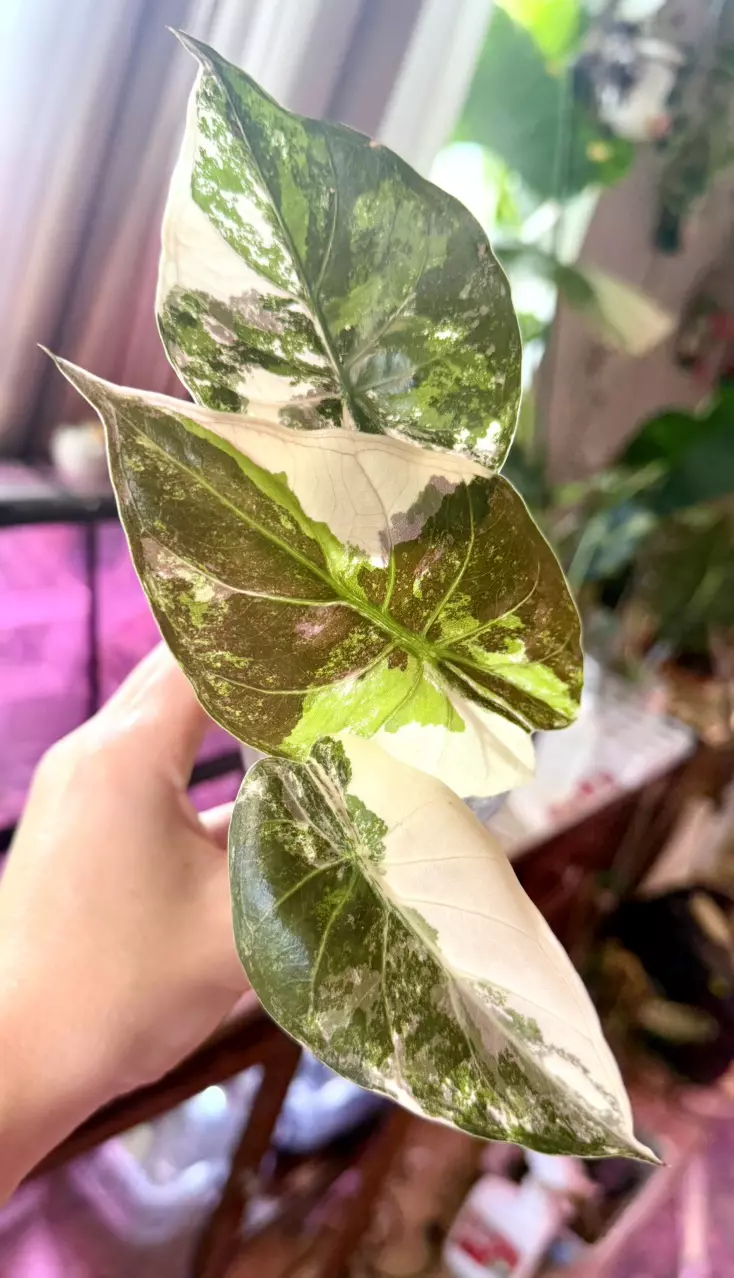 NON tc Pink Wentii albo Alocasia thumbnail