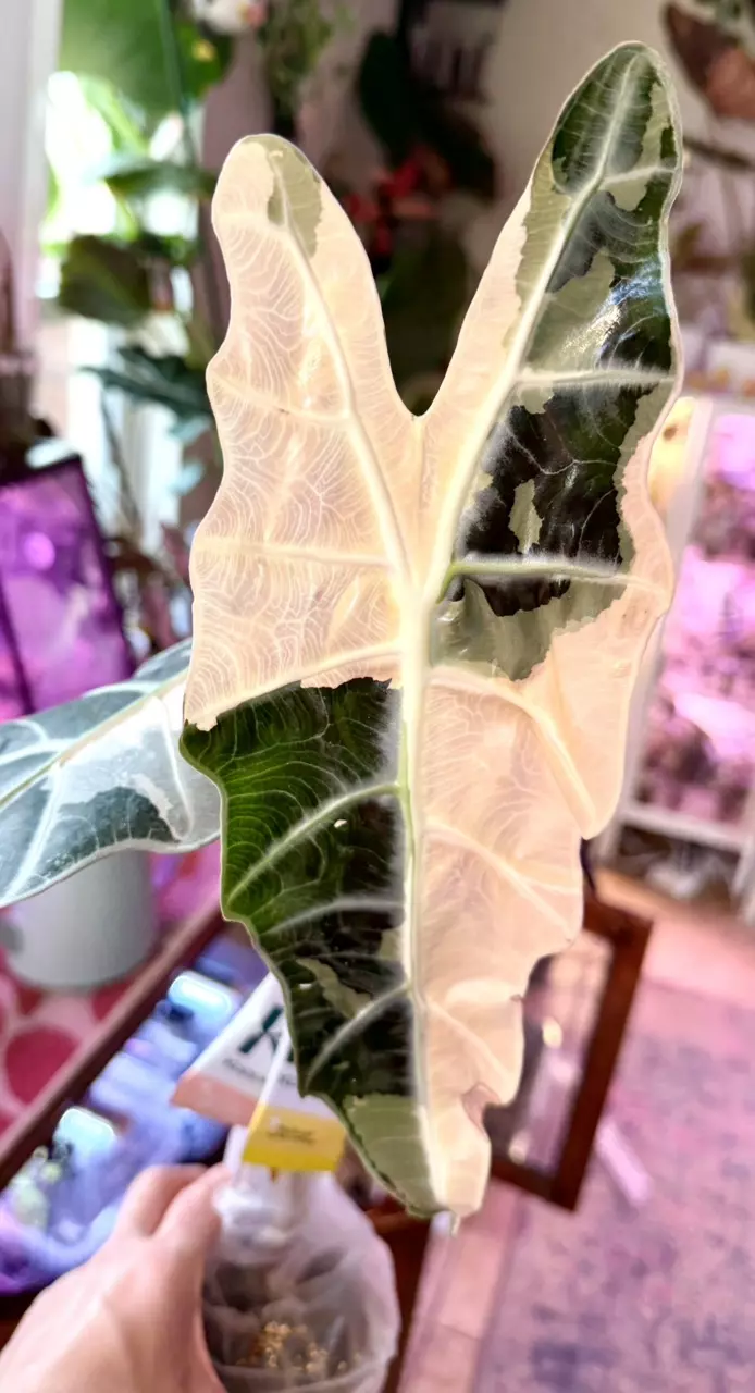 Pink Sanderiana ‘Bull’ mother plant thumbnail