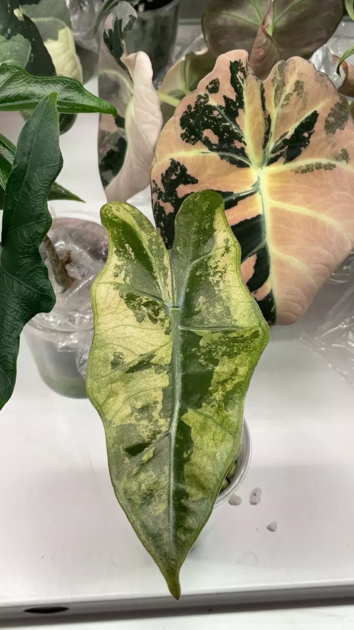 Alocasia pink pseudo highly variegated (pup only) thumbnail