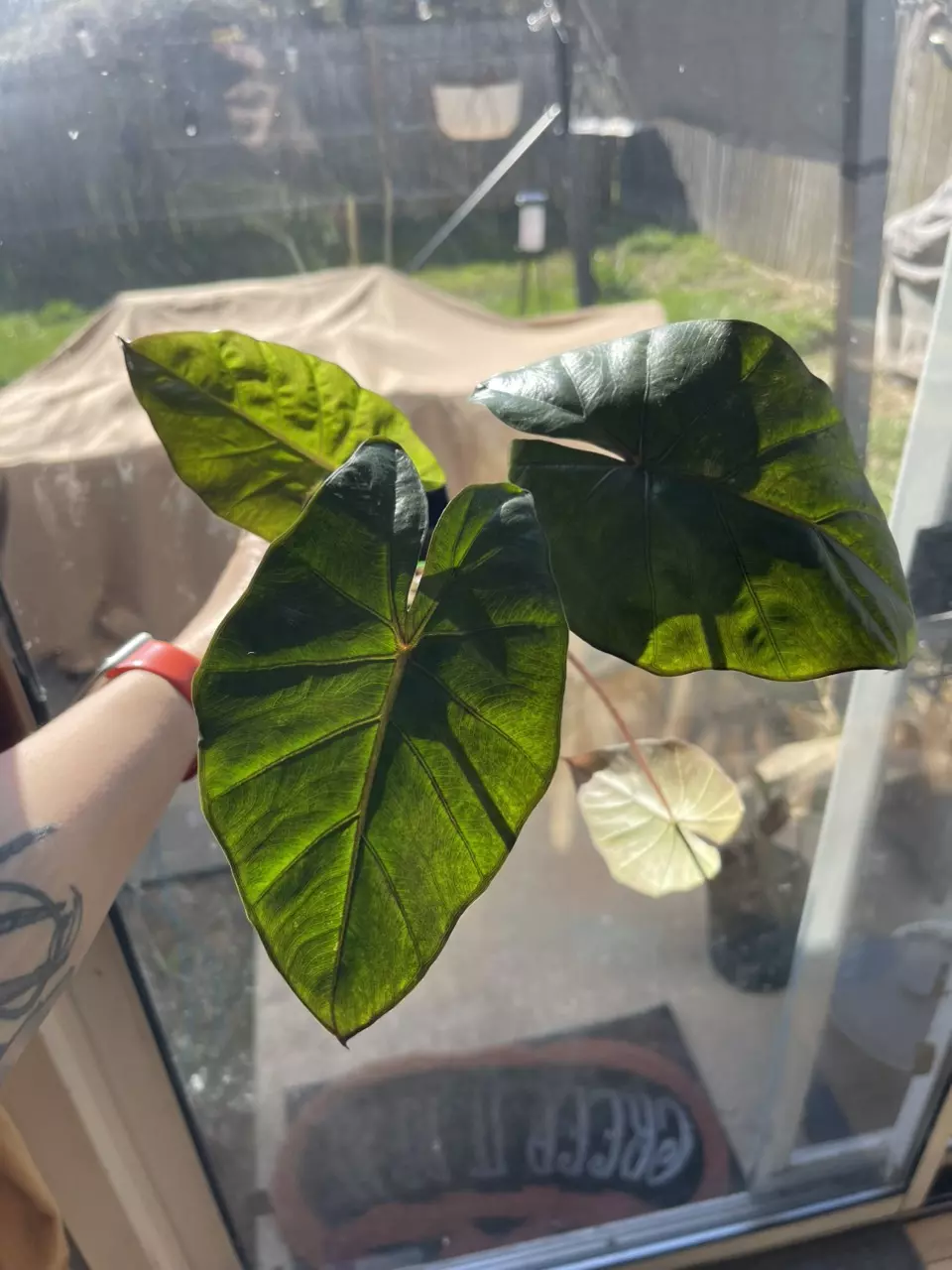 Alocasia Yucatán Pink Variegated HUGE! thumbnail