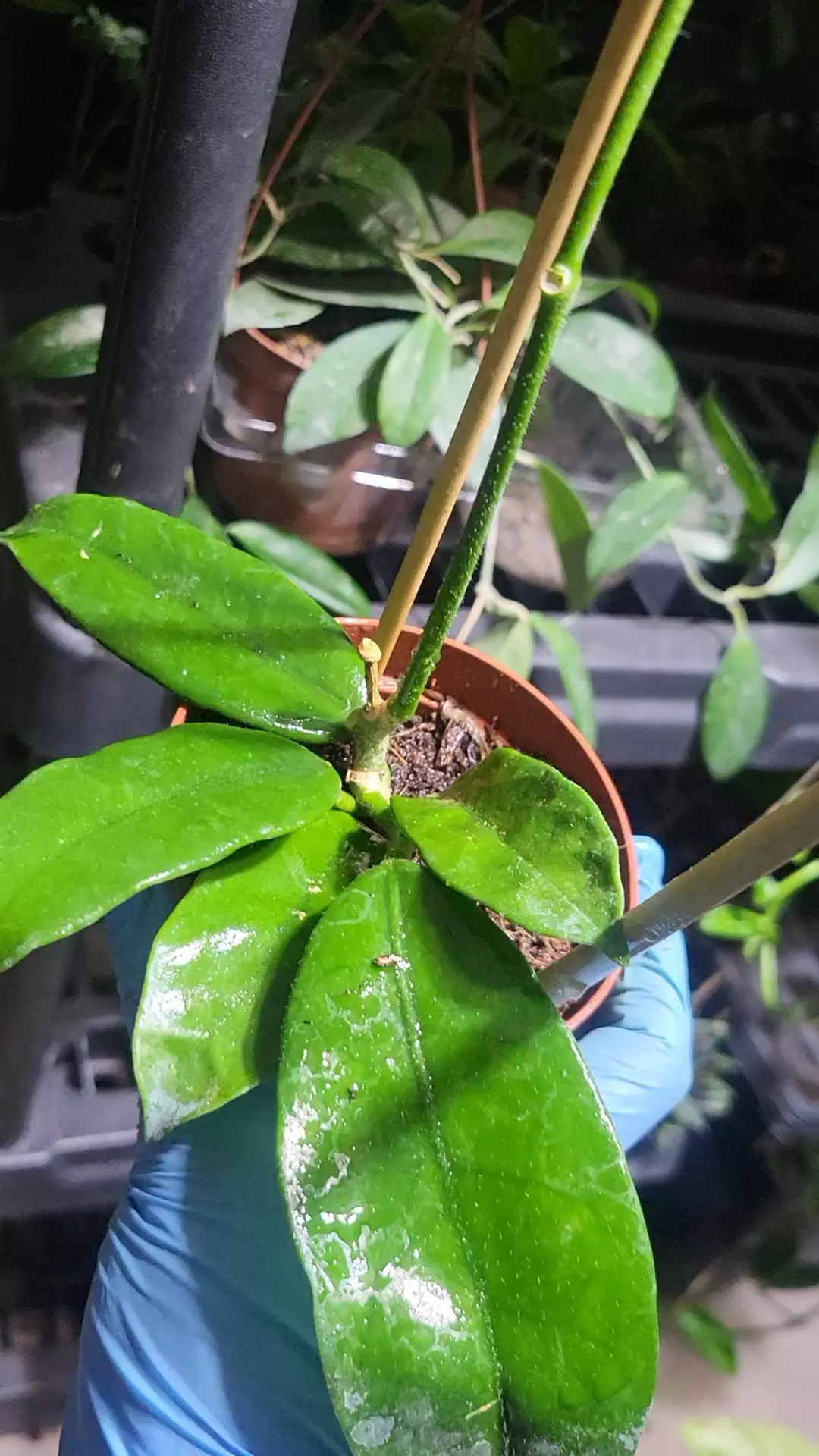 Hoya villosa 4" thumbnail