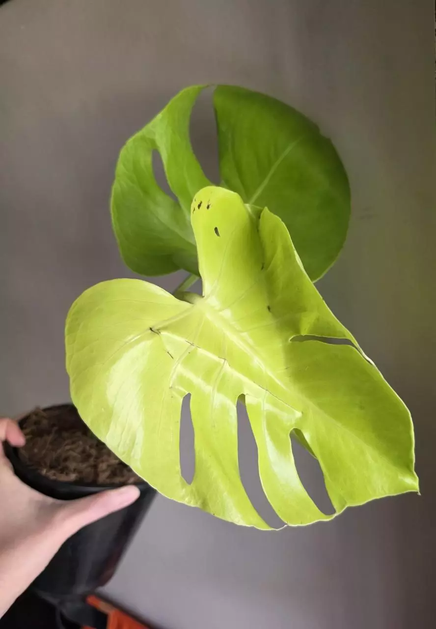 Monstera Lemon Lime thumbnail