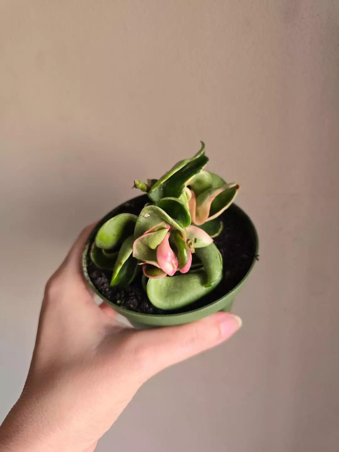 Hoya Variegated Rope thumbnail