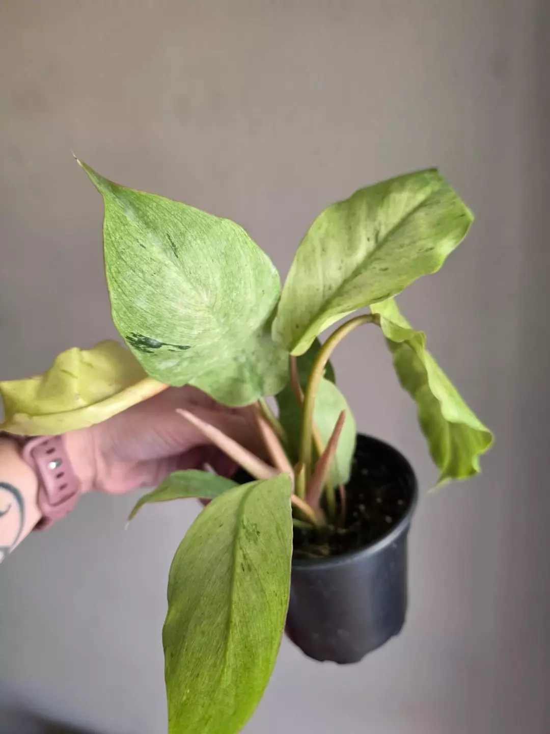 Philodendron Snow Queen thumbnail