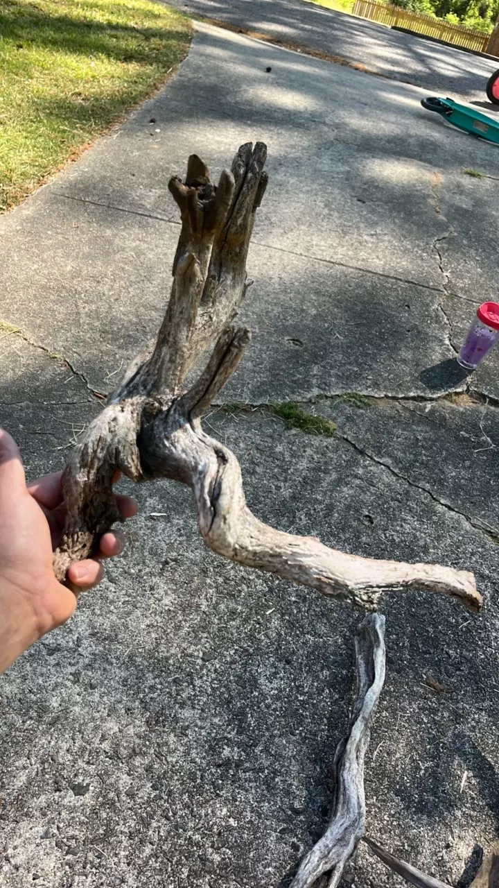 17x16 fresh water drift wood j13 thumbnail