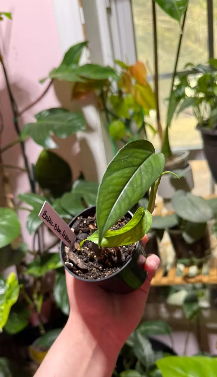 Baltic Blue Pothos •ADD ON ONLY• thumbnail