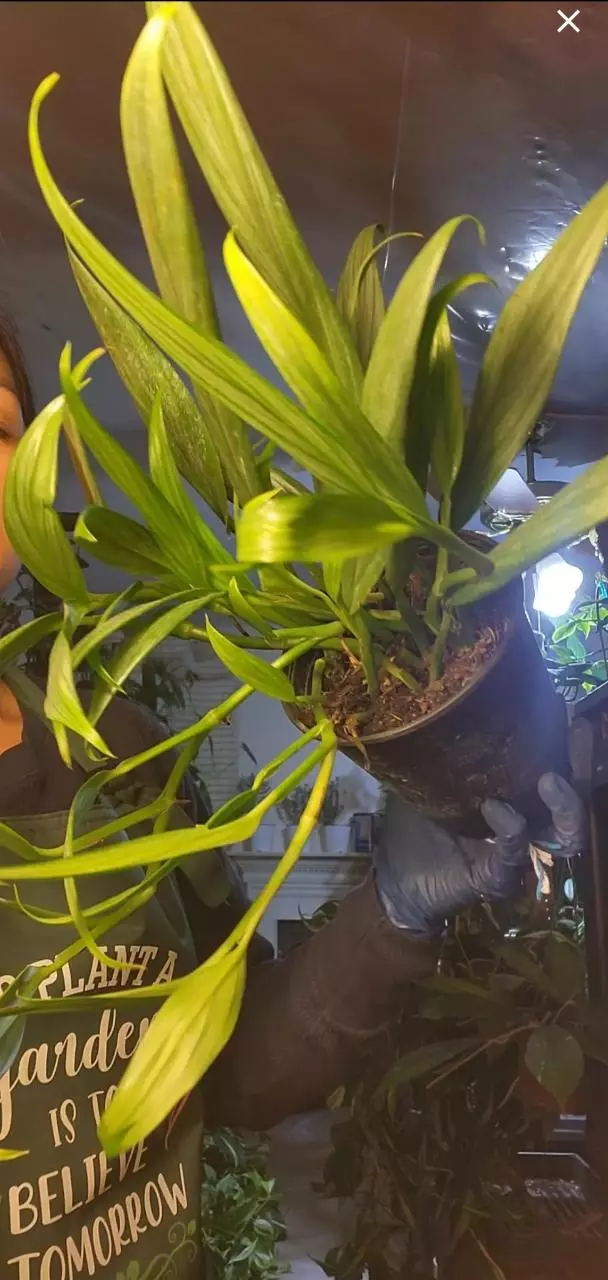 Epipremnum amplissimum "streak. Cutting thumbnail