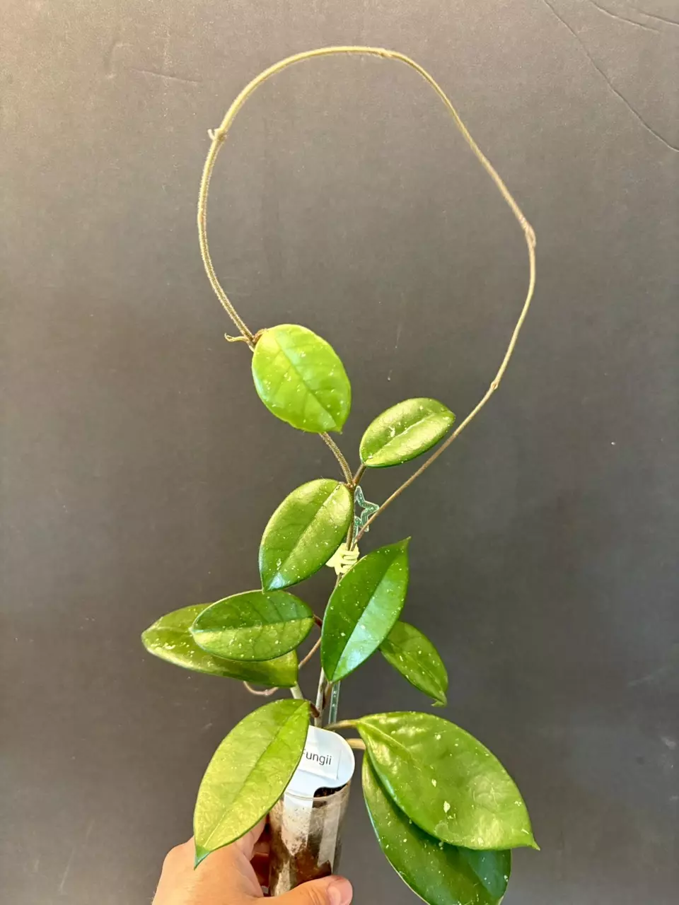 Hoya Fungii thumbnail