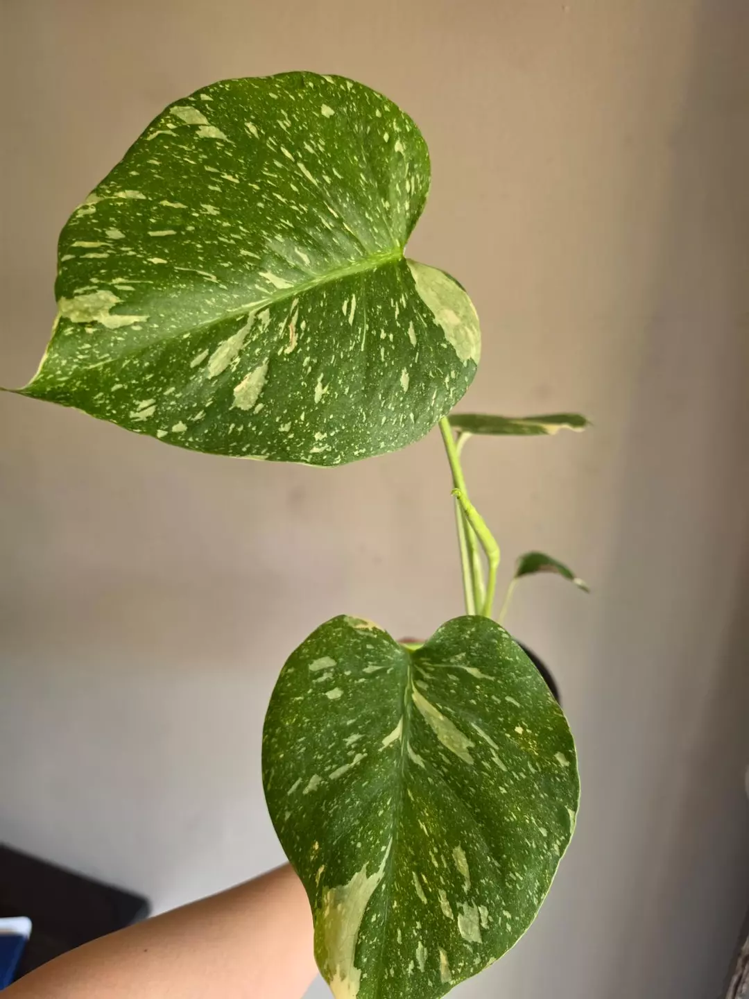 Monstera Thai Con thumbnail