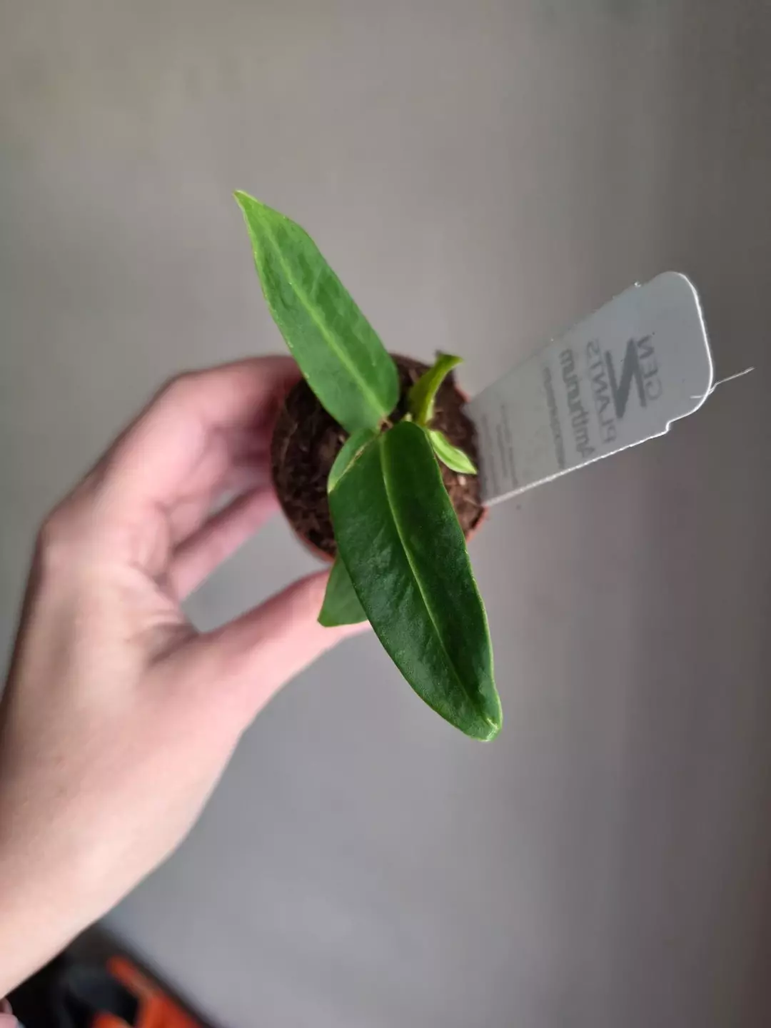 Anthurium Warocqueanum thumbnail