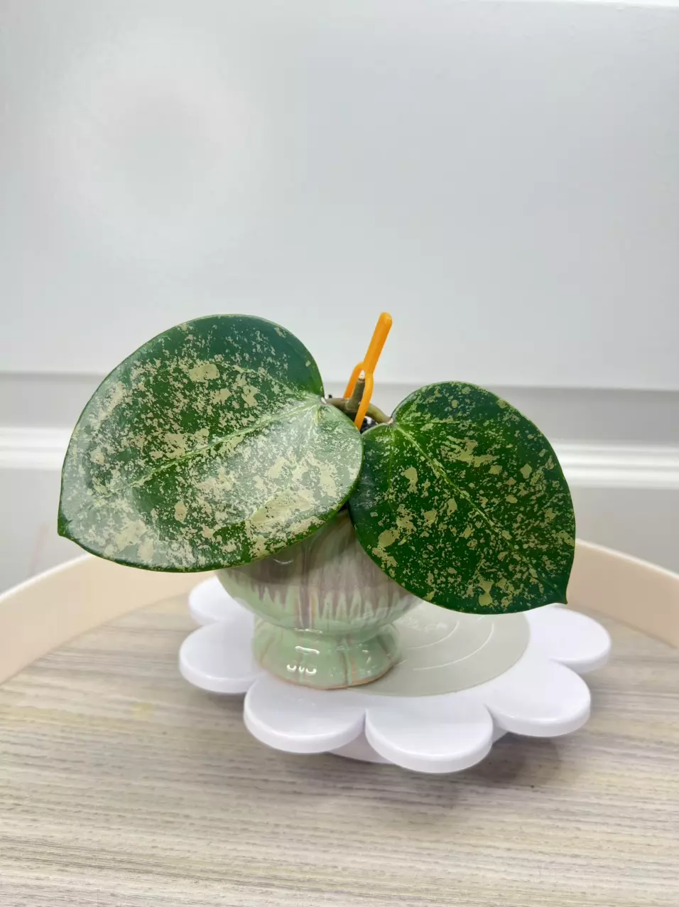 Heart 💚leaf parasitica splash. thumbnail