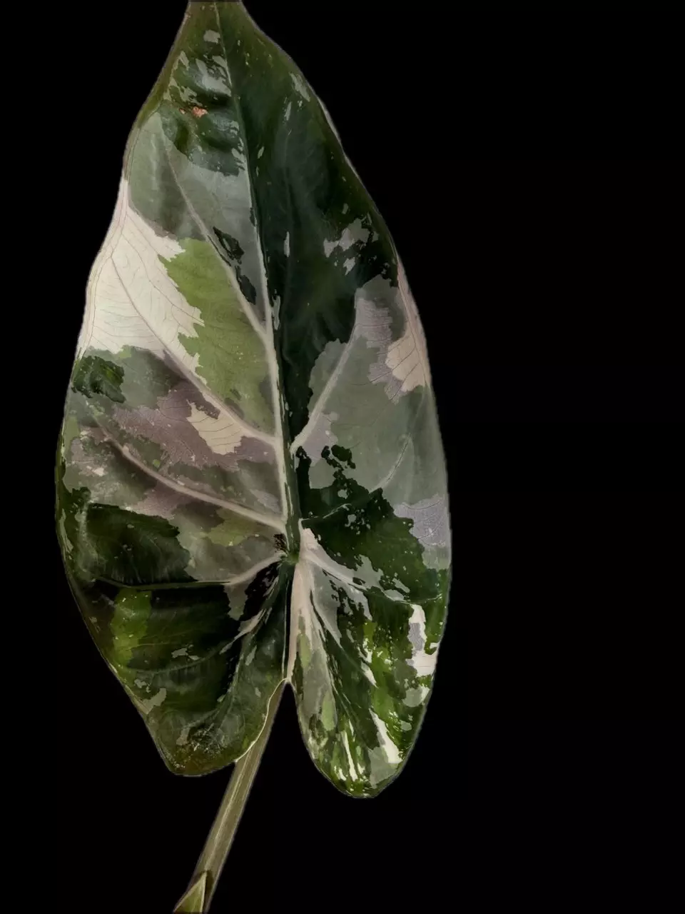 Alocasia Pink/Albo Wentii CORM thumbnail