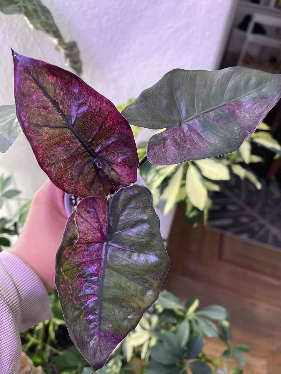 Pink Plumbae Mutant Corm thumbnail