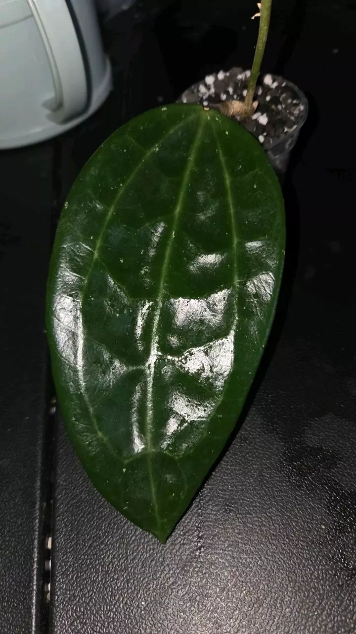 Hoya latifolia (splash) stem has growth points thumbnail