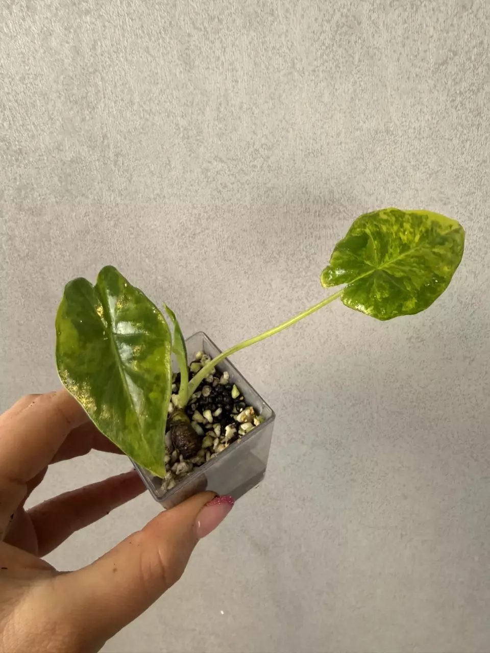 Alocasia Calidora x Portora x Pink Dragon Albo thumbnail