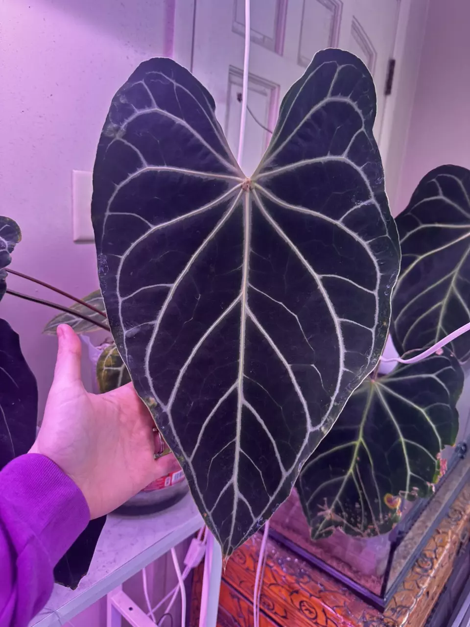 PREORDER Anthurium Stripey mag x Carla x flat Bess L2 thumbnail