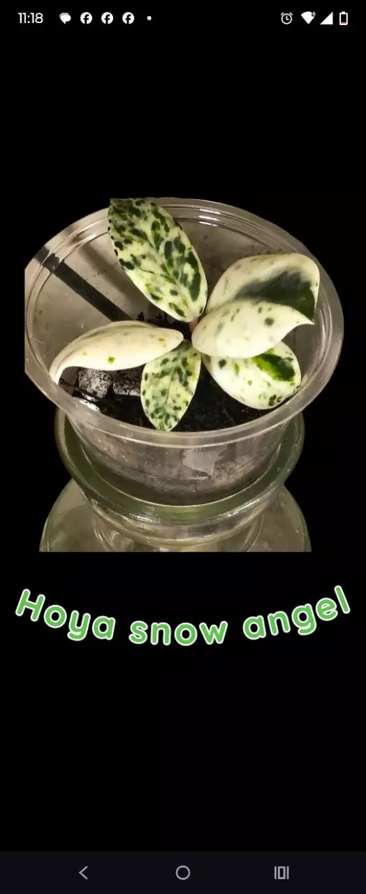 Hoya fully rooted snow angel plant thumbnail