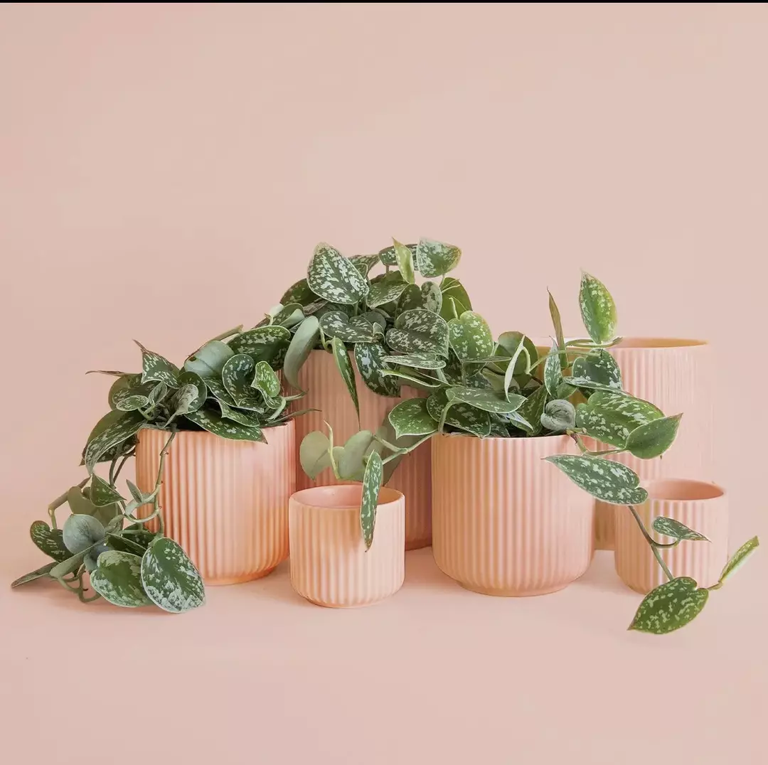 Lucy 4.5 inch Pot thumbnail