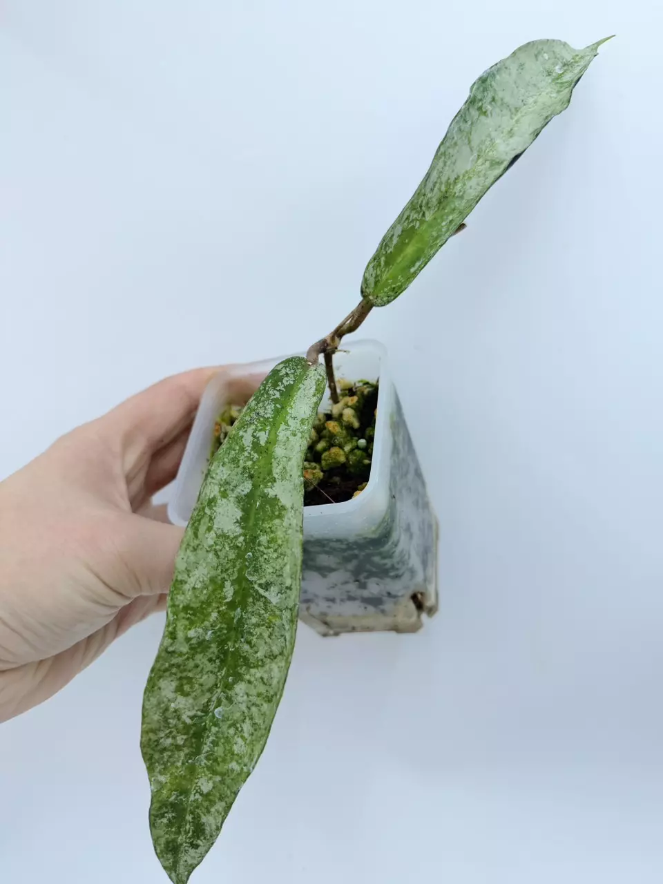 Hoya mitrata 'Buntok Silver' thumbnail